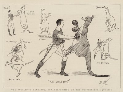 The Pugilistic Kangaroo, now performing at the Westminster Aquarium by Phil May